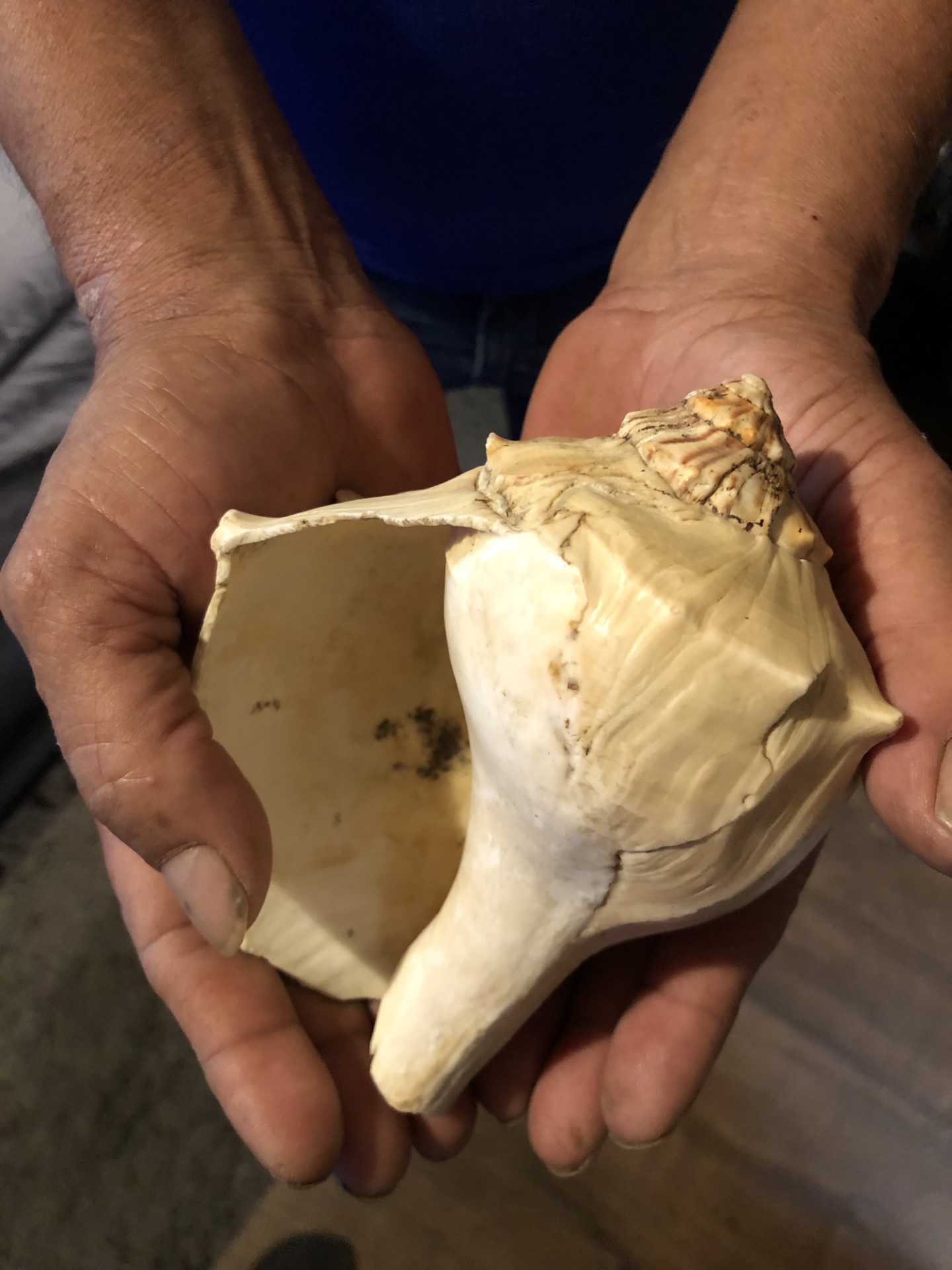 Photo of two hands holding a large sea shell.