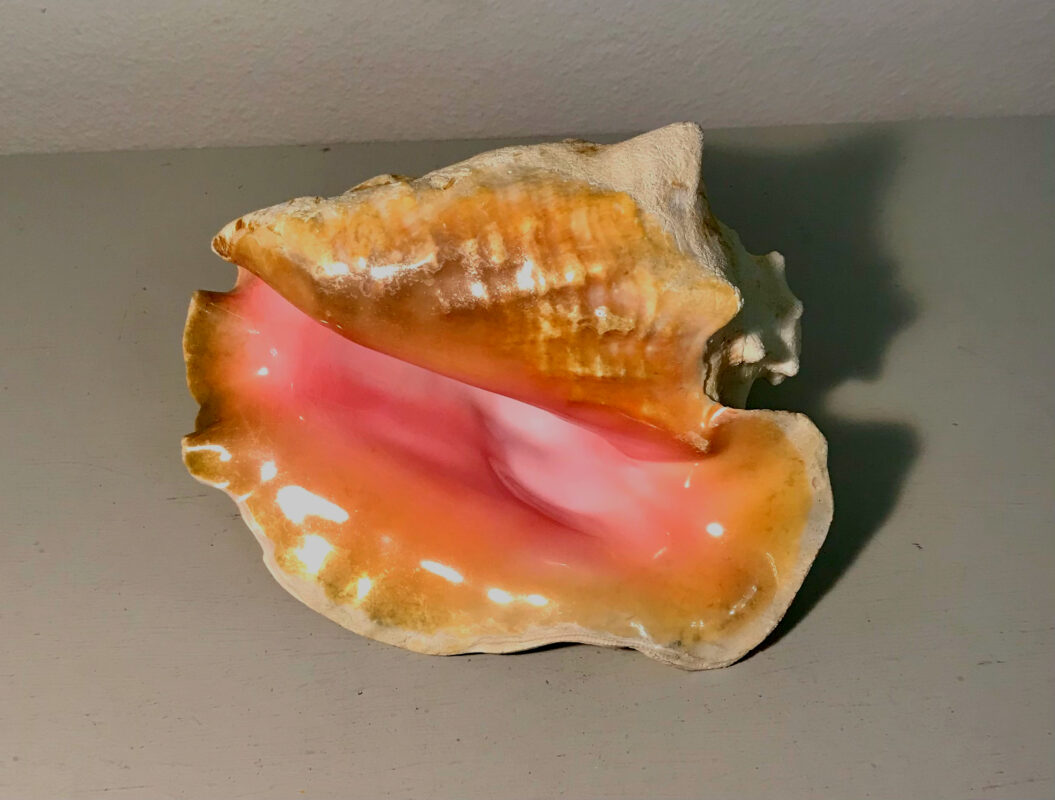 Photo of a pink conch shell.